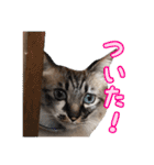 いねくん＆よねちゃん（個別スタンプ：8）