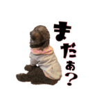 コロンボファミリー（個別スタンプ：11）