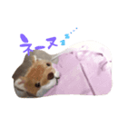 まゆによるまゆのためのイーヌスタンプ①（個別スタンプ：5）