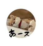 まゆによるまゆのためのイーヌスタンプ①（個別スタンプ：8）