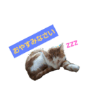 シロップにゃん（個別スタンプ：1）