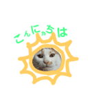 シロップにゃん（個別スタンプ：3）