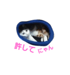 シロップにゃん（個別スタンプ：4）