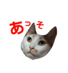 シロップにゃん（個別スタンプ：8）