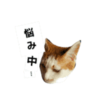 シロップにゃん（個別スタンプ：11）