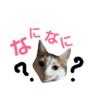 シロップにゃん（個別スタンプ：12）