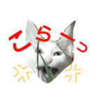 シロップにゃん（個別スタンプ：14）