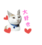 シロップにゃん（個別スタンプ：15）