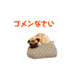 ジェイとムギ スタンプ1（個別スタンプ：6）