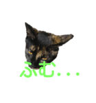 さびねこのザクロ（個別スタンプ：1）