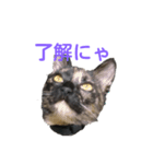 さびねこのザクロ（個別スタンプ：2）