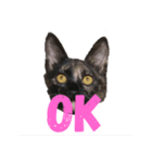 さびねこのザクロ（個別スタンプ：3）