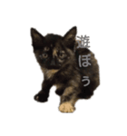 さびねこのザクロ（個別スタンプ：4）