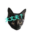 さびねこのザクロ（個別スタンプ：5）