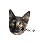 さびねこのザクロ（個別スタンプ：8）
