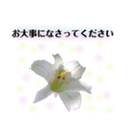 きれいなお花のスタンプpart3（個別スタンプ：2）