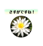 きれいなお花のスタンプpart3（個別スタンプ：4）