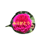 きれいなお花のスタンプpart3（個別スタンプ：8）