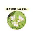 きれいなお花のスタンプpart3（個別スタンプ：14）