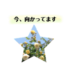 きれいなお花のスタンプpart3（個別スタンプ：15）
