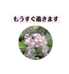 きれいなお花のスタンプpart3（個別スタンプ：24）