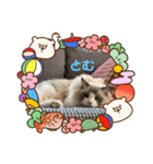 みるくとトム（個別スタンプ：4）