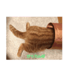 みるくとトム（個別スタンプ：9）