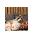 みるくとトム（個別スタンプ：16）