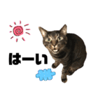 猫のとらさんスタンプ。。パートⅡ（個別スタンプ：1）