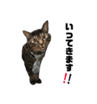 猫のとらさんスタンプ。。パートⅡ（個別スタンプ：2）