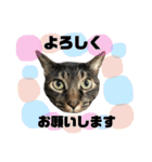 猫のとらさんスタンプ。。パートⅡ（個別スタンプ：7）