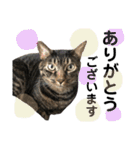 猫のとらさんスタンプ。。パートⅡ（個別スタンプ：8）