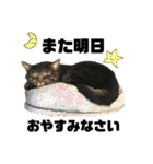 猫のとらさんスタンプ。。パートⅡ（個別スタンプ：13）