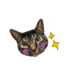猫のとらさんスタンプ。。パートⅡ（個別スタンプ：15）