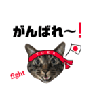 猫のとらさんスタンプ。。パートⅡ（個別スタンプ：17）
