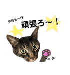 猫のとらさんスタンプ。。パートⅡ（個別スタンプ：18）