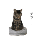 猫のとらさんスタンプ。。パートⅡ（個別スタンプ：27）