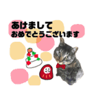 猫のとらさんスタンプ。。パートⅡ（個別スタンプ：31）