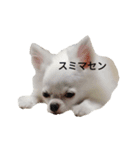 チワワのぼく②（個別スタンプ：2）