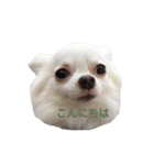 チワワのぼく②（個別スタンプ：4）