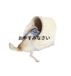 チワワのぼく②（個別スタンプ：7）