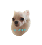 チワワのぼく②（個別スタンプ：15）