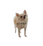 チワワのぼく②（個別スタンプ：21）