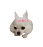 チワワのぼく②（個別スタンプ：26）