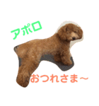 トイプー  アポロⅢ（個別スタンプ：2）