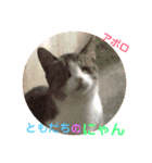トイプー  アポロⅢ（個別スタンプ：3）