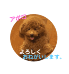 トイプー  アポロⅢ（個別スタンプ：4）