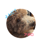 トイプー  アポロⅢ（個別スタンプ：5）