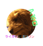 トイプー  アポロⅢ（個別スタンプ：6）