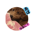 トイプー  アポロⅢ（個別スタンプ：7）